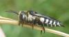 Coelioxys conoidea